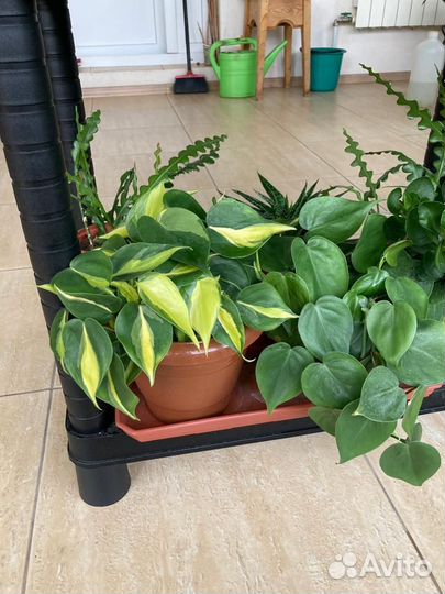 Гибискус, сциндапсус, сингониум