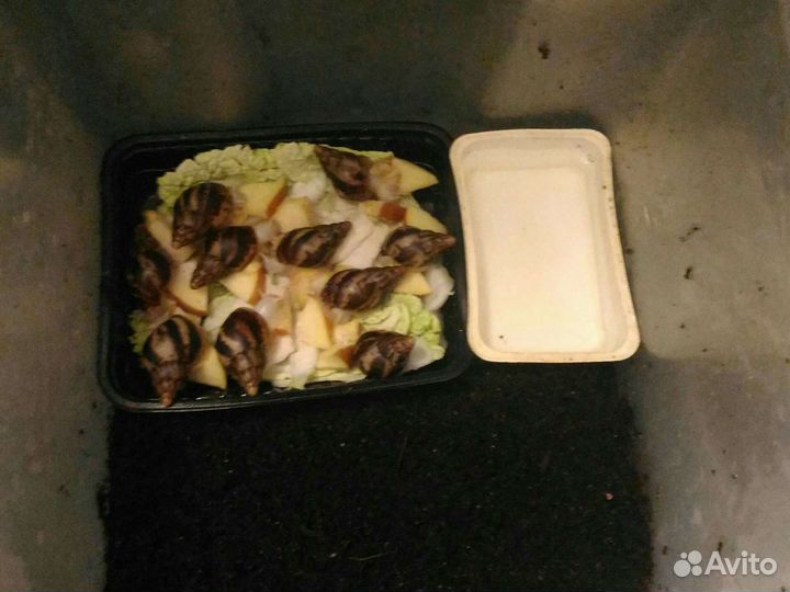 Улитки - Ахатины