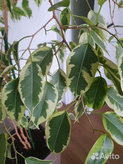 Фикус комнатный цветок