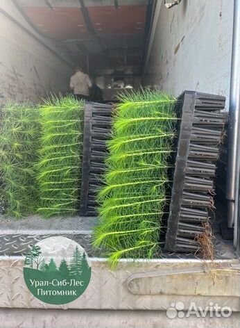 Сеянцы зкс Сосна Ель Лиственница окс Голуб Горн