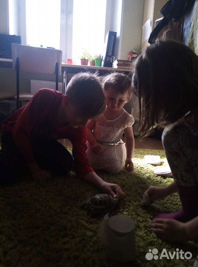 Няня с психолого-педагогическим образованием