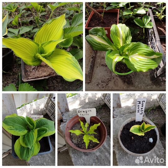 Хосты много сортов