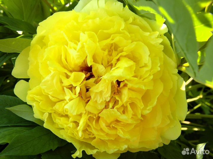 Жёлтые пионы саженцы