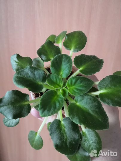 Мини фиалки