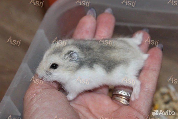 Джунгарский хомячки NEW окрас сама нежность