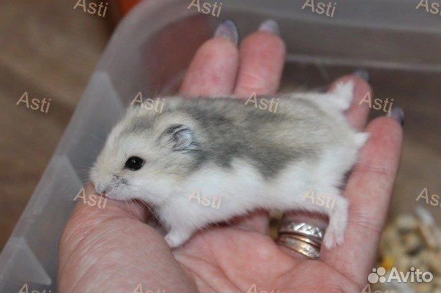 Джунгарский хомячки NEW окрас сама нежность