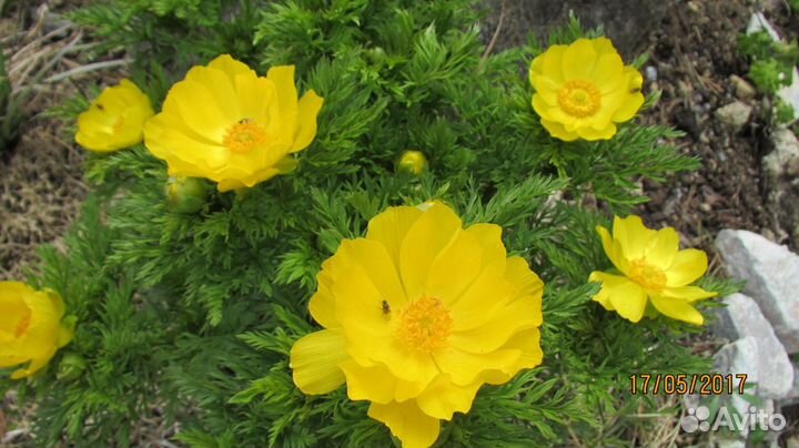 А Д О Н И С Ы