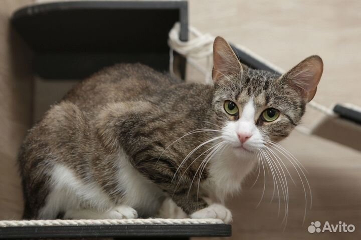 Кошки бесплатно