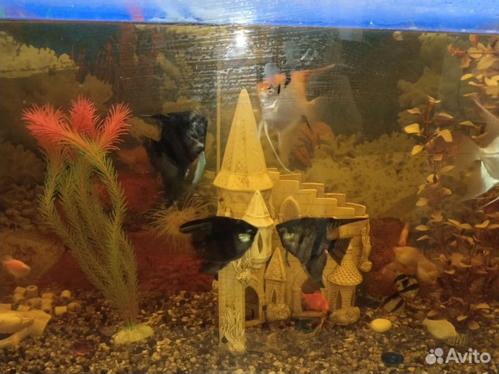 Аквариум