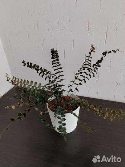 Папоротник