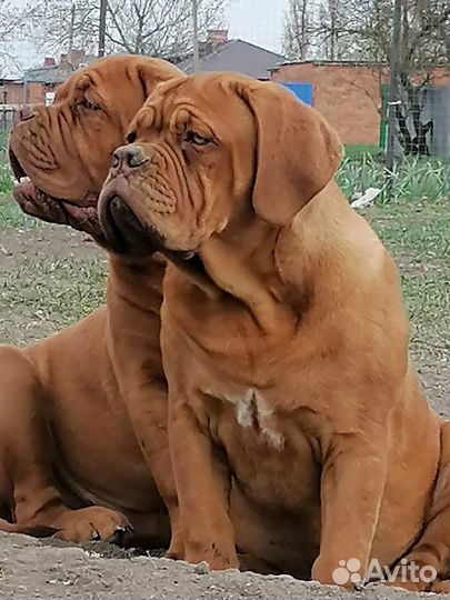 Шикарные девочки Бордоского дога