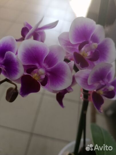 Орхидея Пинк Джессика