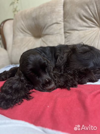 Кокер спаниель вязка