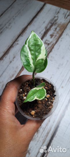 Комнатные растения. Эпипремнум,сциндапсус,монстера