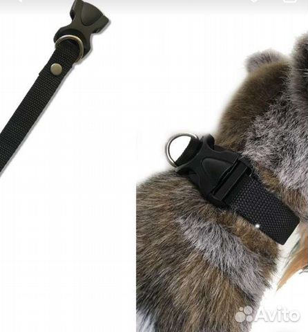 Ошейник для собак