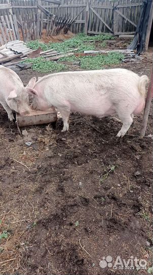 Продам хряка
