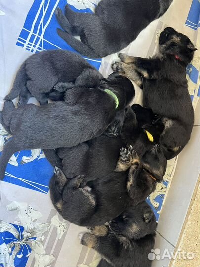 Щенки немецкой овчарки