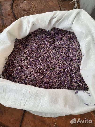 Иван чай, цвет иван чая