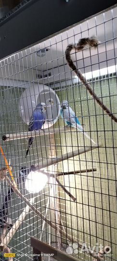 Волнистые попугайчики с клеткой