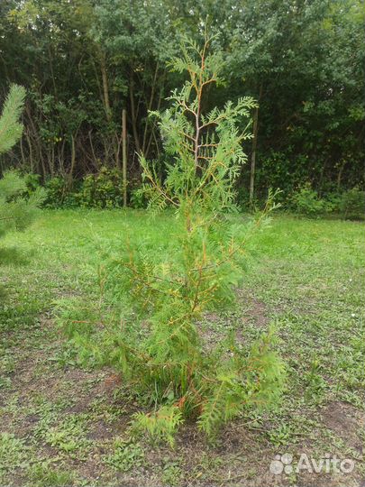 Туя Брабант