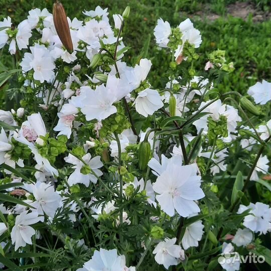 Многолетники