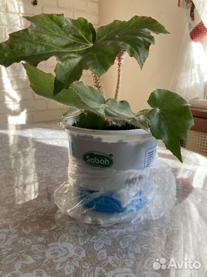 Бегония декоративно лиственная