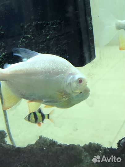 Аквариумные рыбки