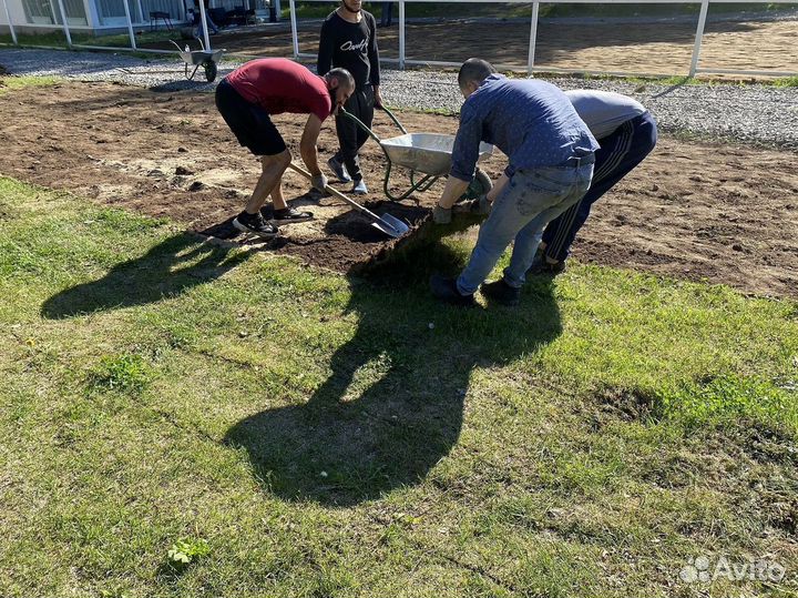 Газон спорт