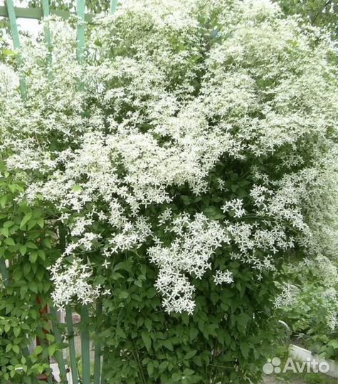 Клематис (Ломонос)