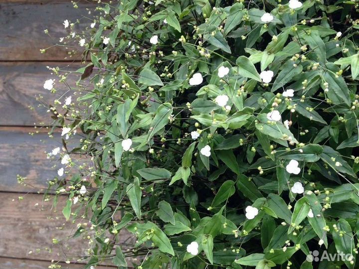 Традесканция 