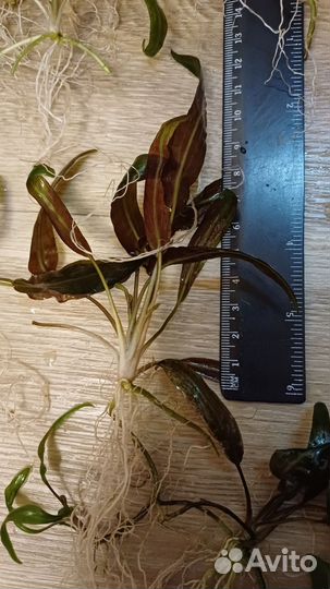 Криптокорина