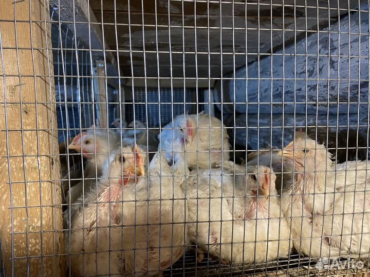 Цыплята бройлеры