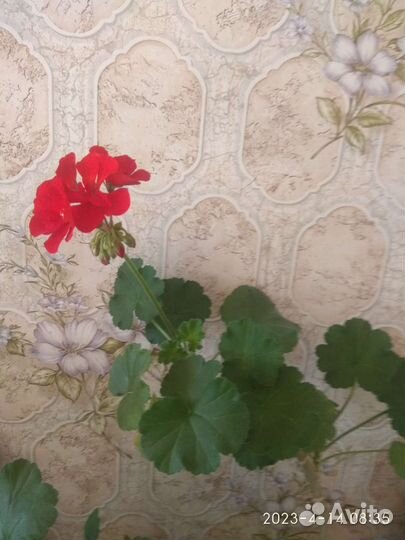 Комнатные растения