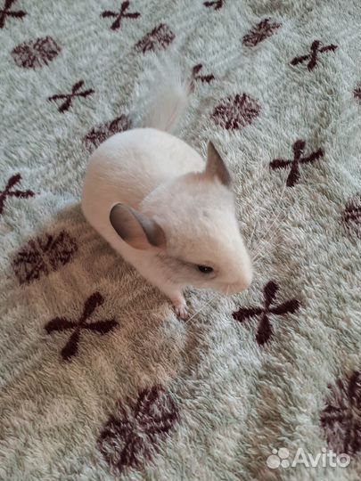 Шиншилла. Мальчик. Родился 5 августа