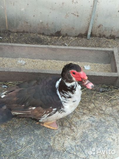 Мускусные селезни