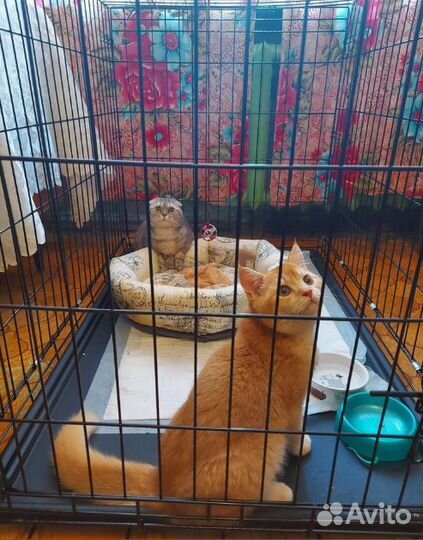 Клетка для собак и кошек вольеры для собак