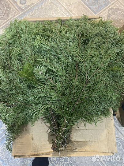 Веник из Канадского дуба,пихта