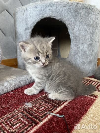 Британская