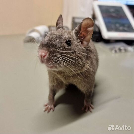 Дегу чилийская белка девочка