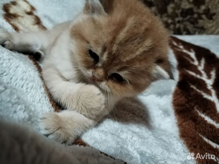 Три британочки