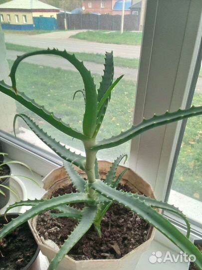 Алоэ вера лечебный