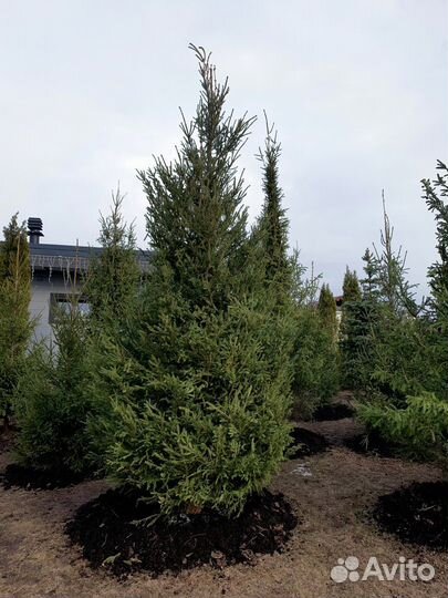 Саженцы ели из питомника