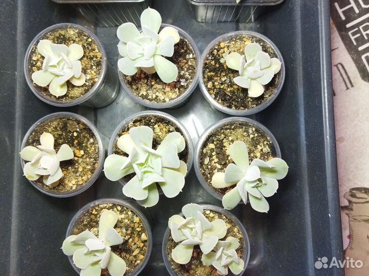 Суккуленты (до 21.06)