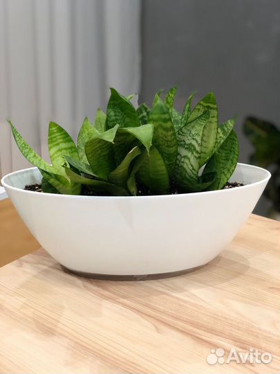 Комнатные растения для интерьера