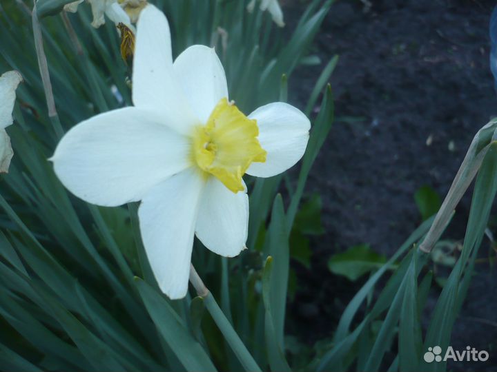 Нарциссы для сада