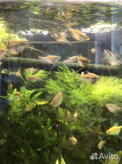 Гурами жемчужные и золотые