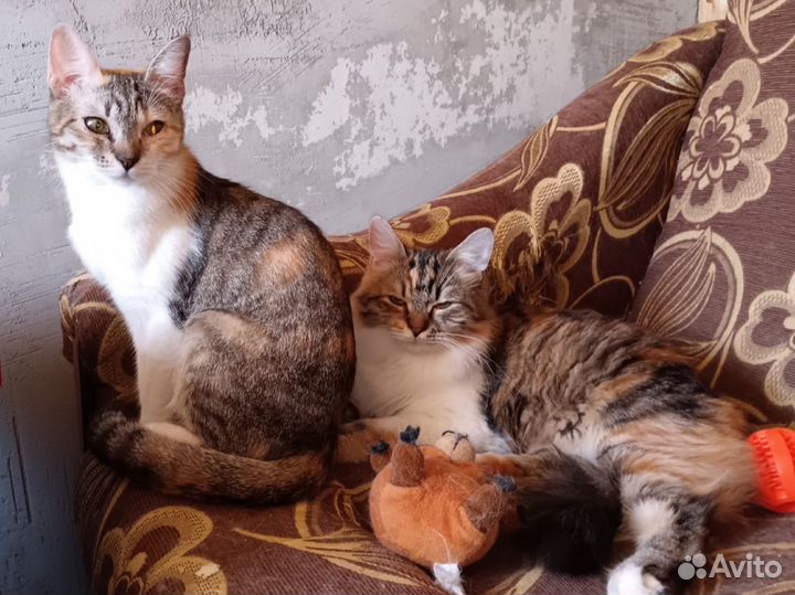 Кошечки в добрые руки