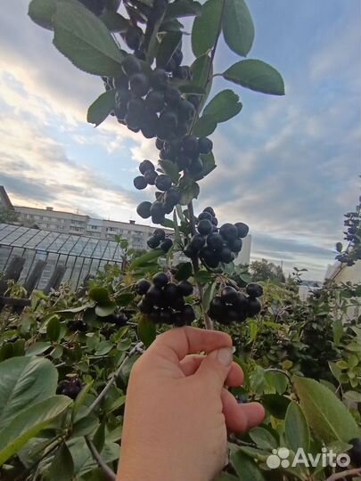 Георгины клубни, черноплодная рябина