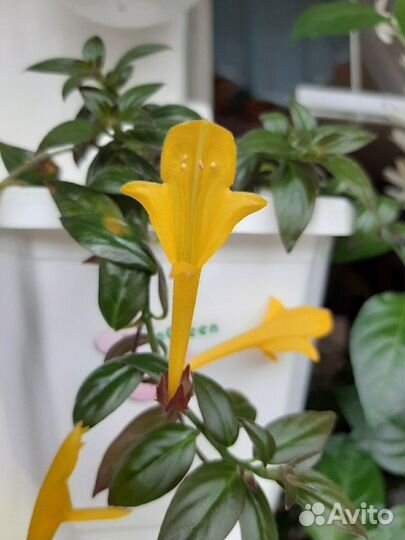 Фуксии, колумнея и др. горшечка