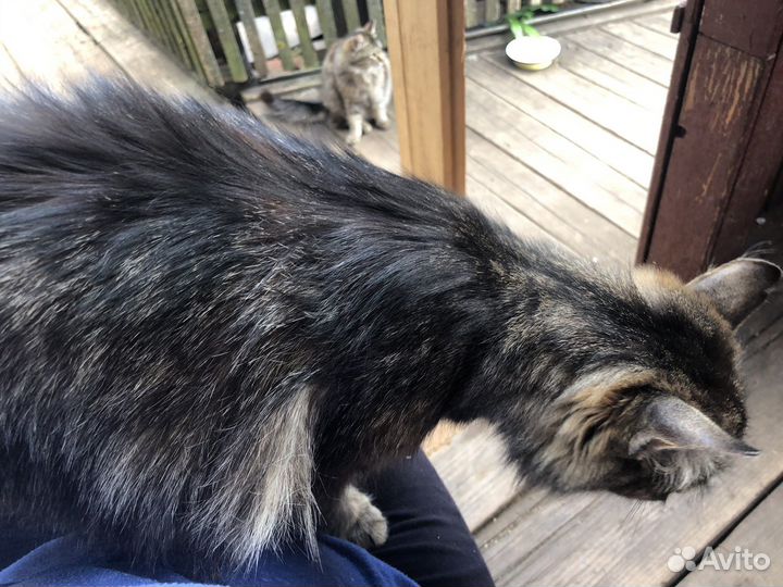 Кошка в добрые руки